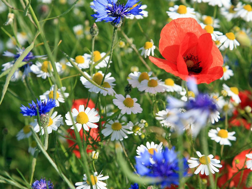 Write Today, Grow Tomorrow with Magic Plantable Pencils