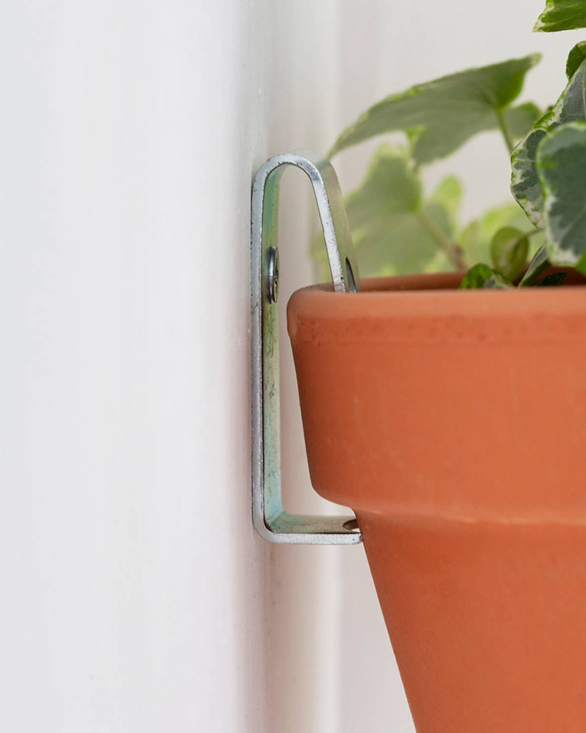 Terracotta pot with a plant attached to a white wall using a metal bracket.