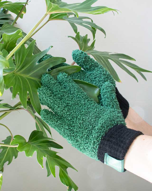 Person wearing green gardening gloves holding a plant with a light gray background