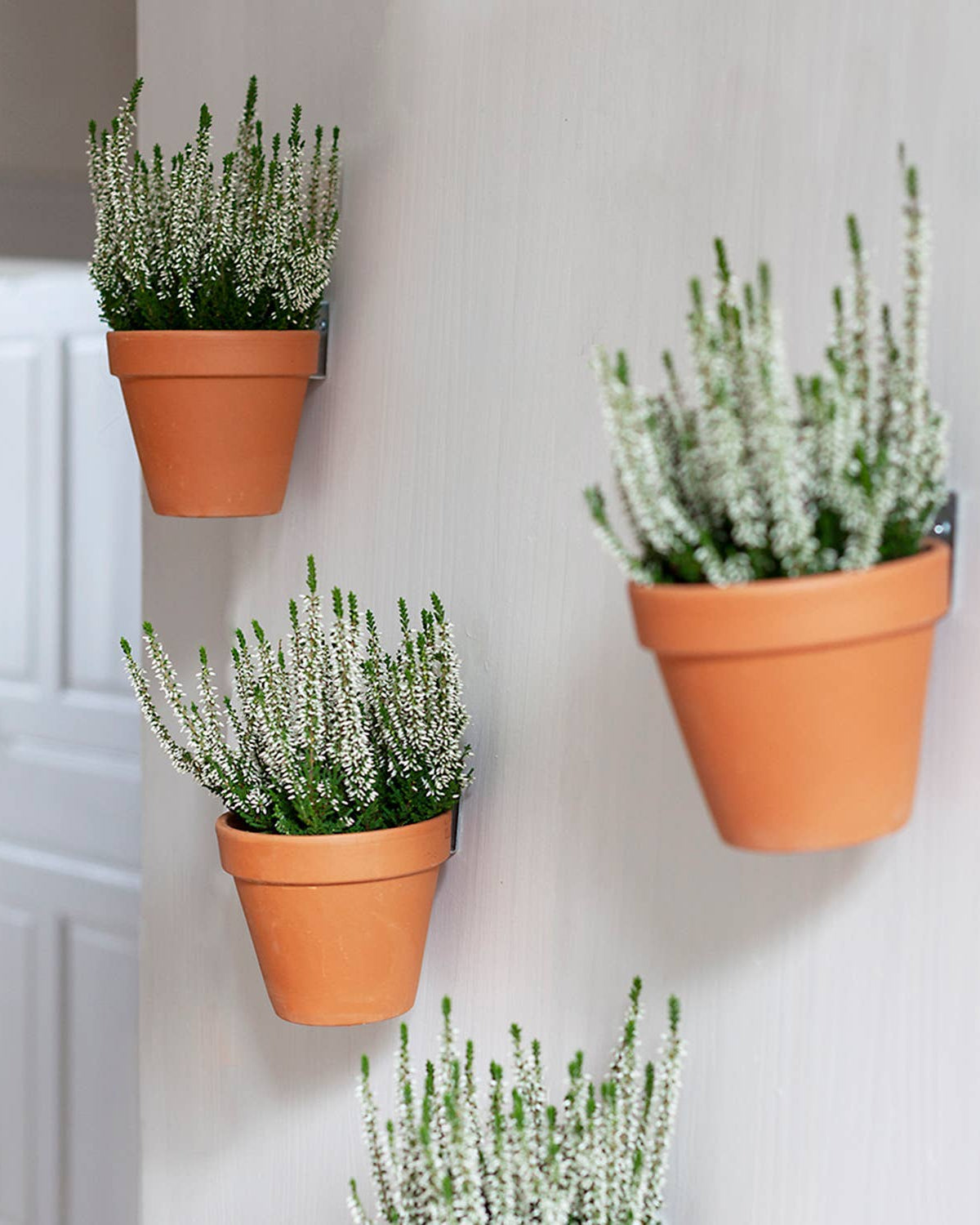 Three terracotta pots with plants on a light gray wall.