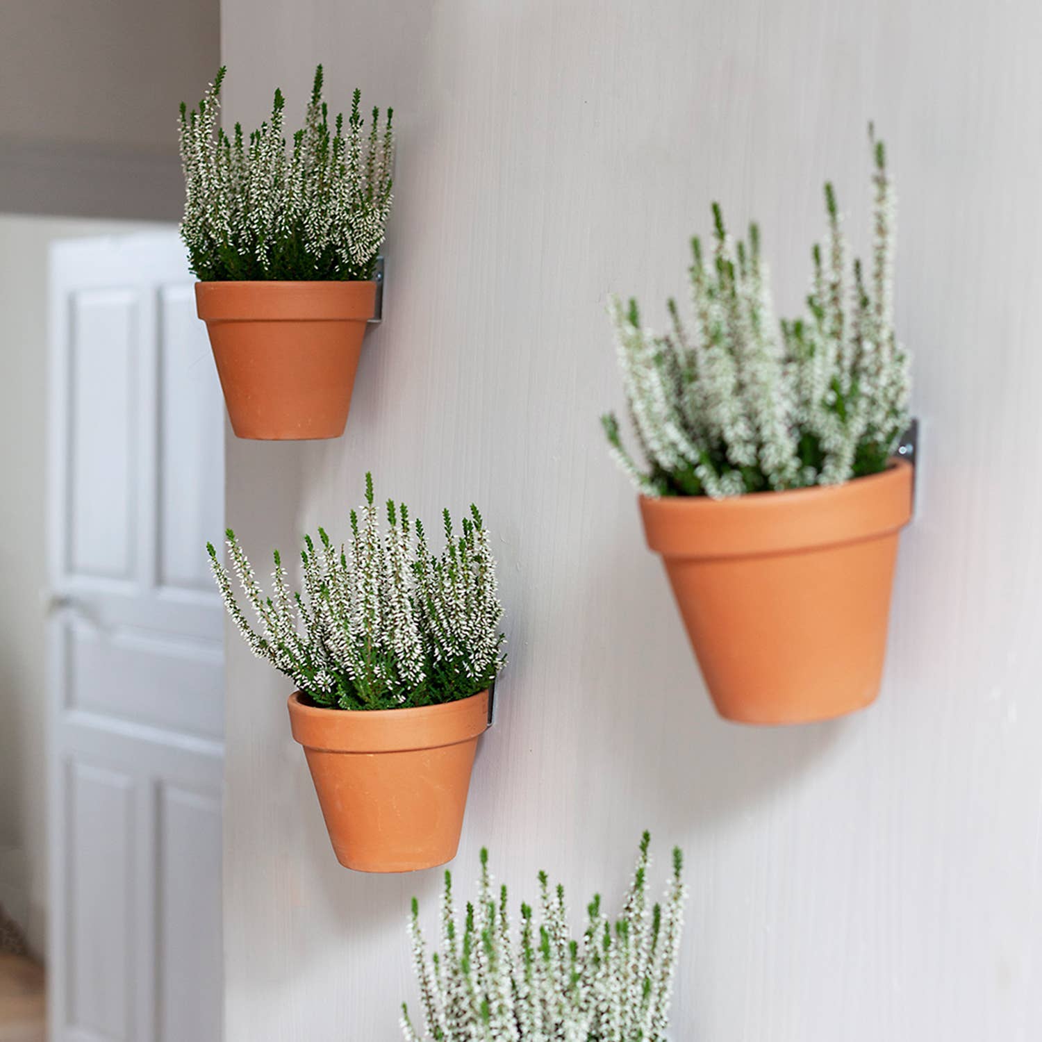 Three terracotta pots with plants on a light gray wall.