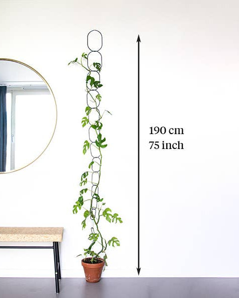 Potted plant with measurement details on a white wall