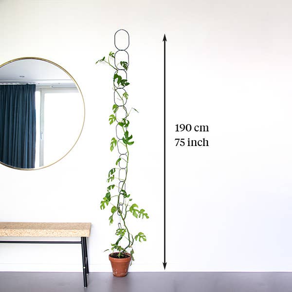 Potted plant with measurement details on a white wall