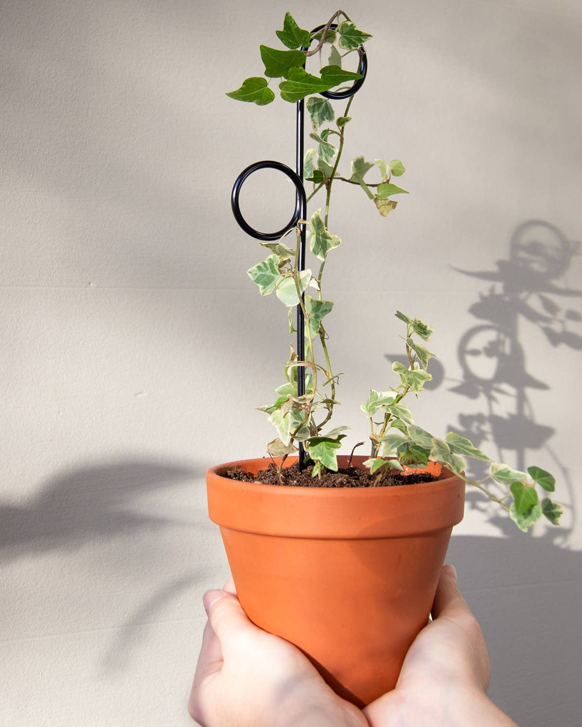 Person holding a potted plant with a plain background