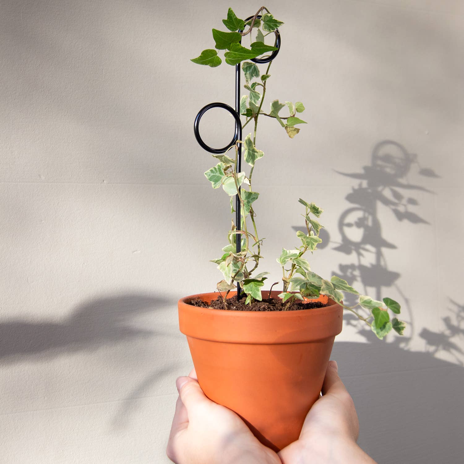 Person holding a potted plant with a plain background