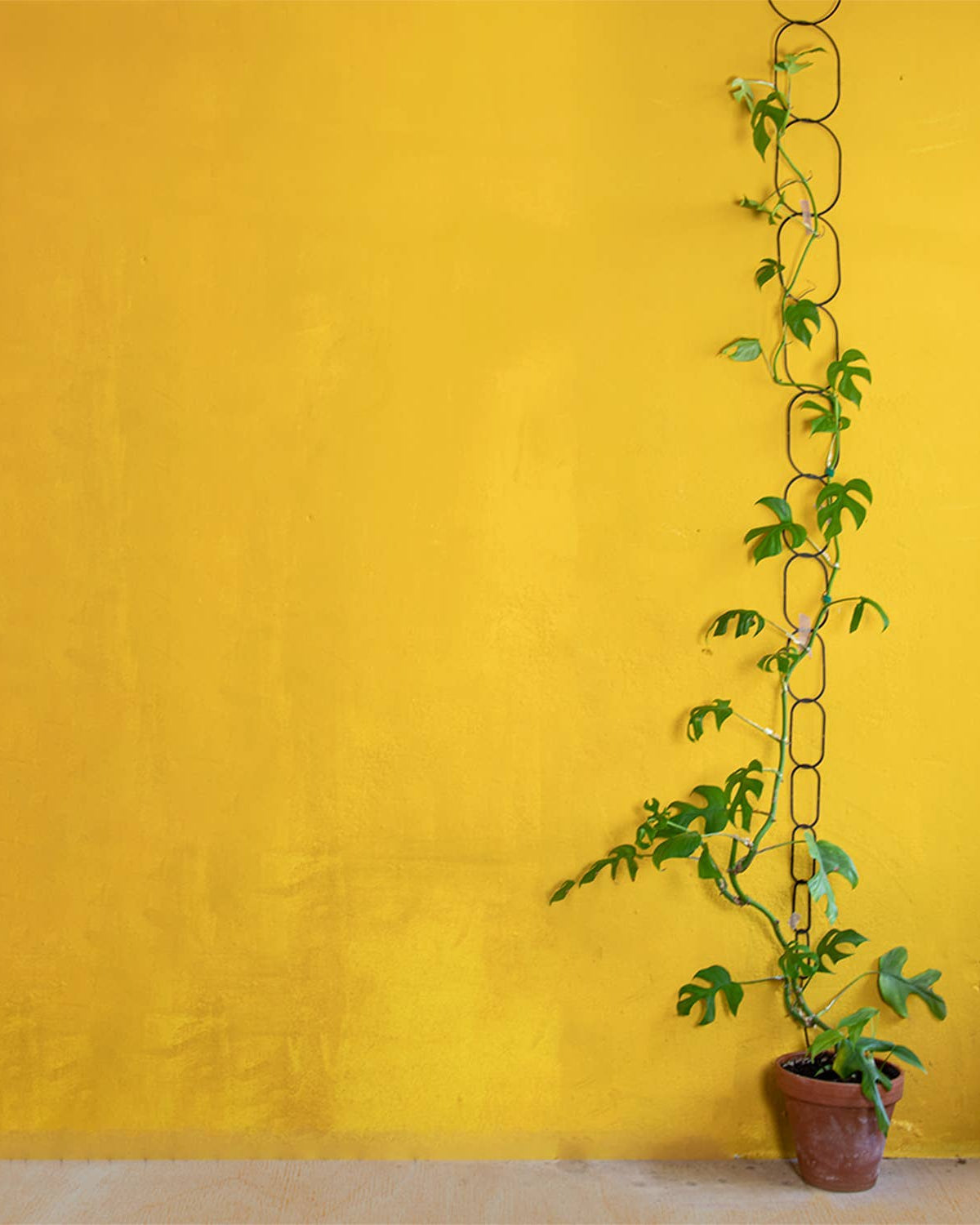 Potted plant against a yellow wall