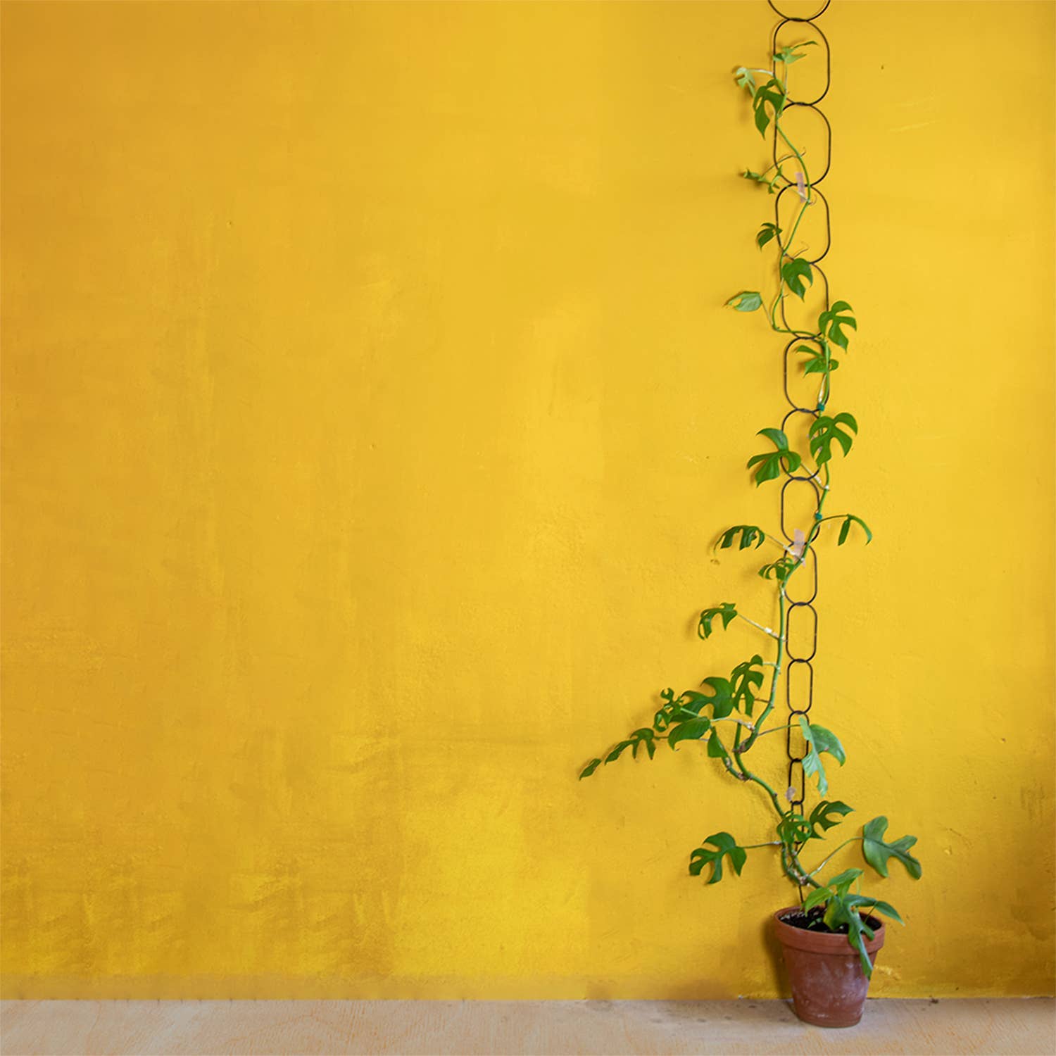 Potted plant against a yellow wall