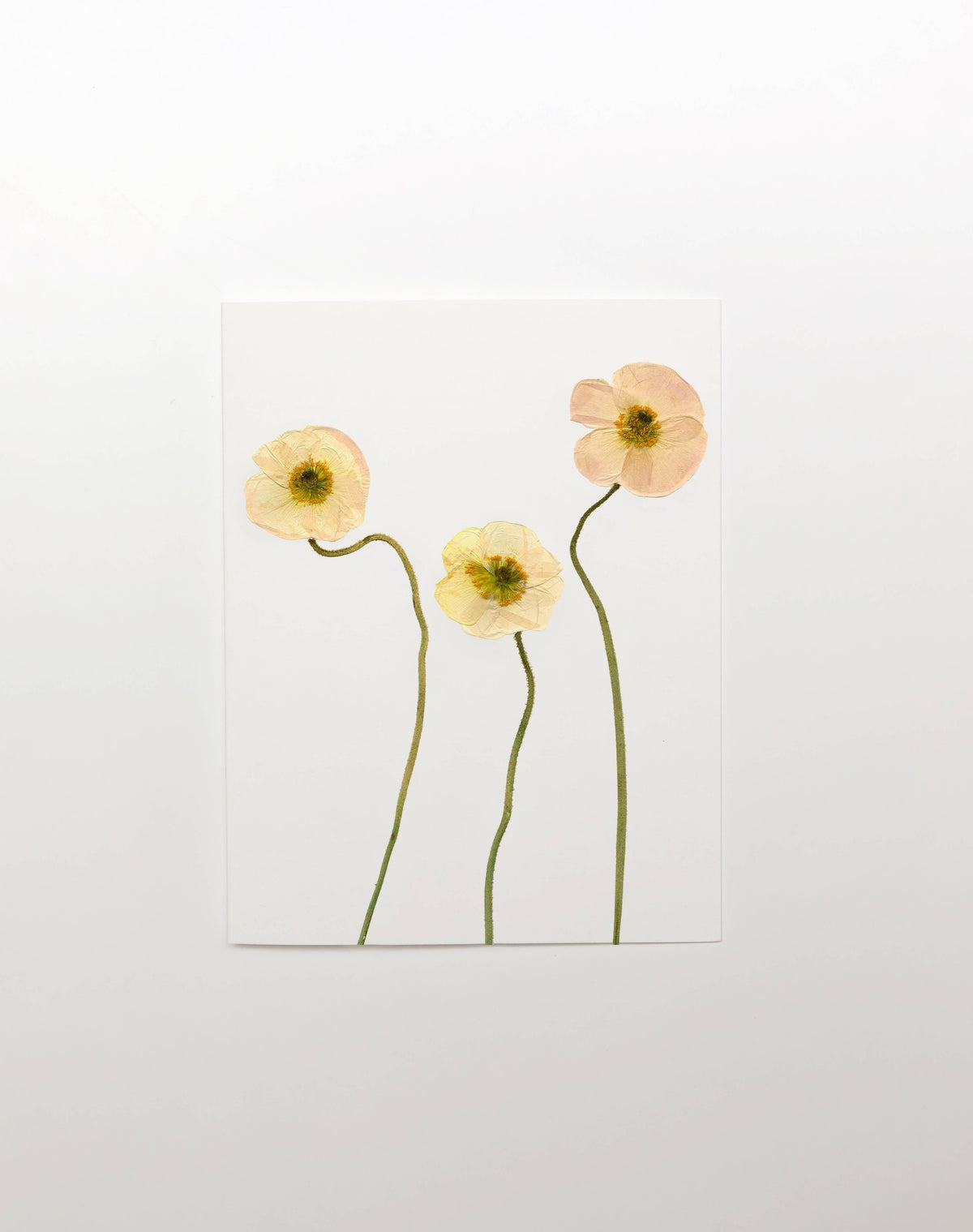 A minimalist botanical art print featuring three pale peach and yellow pressed flowers with long green stems on a white rectangular card, displayed against a clean white background.