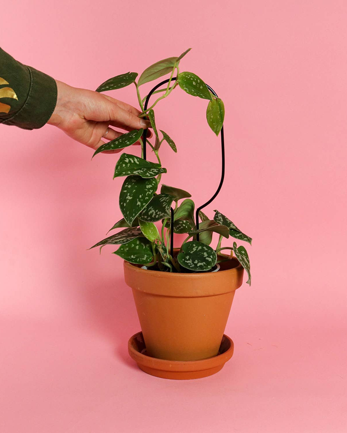 Hand holding a potted plant against a pink background