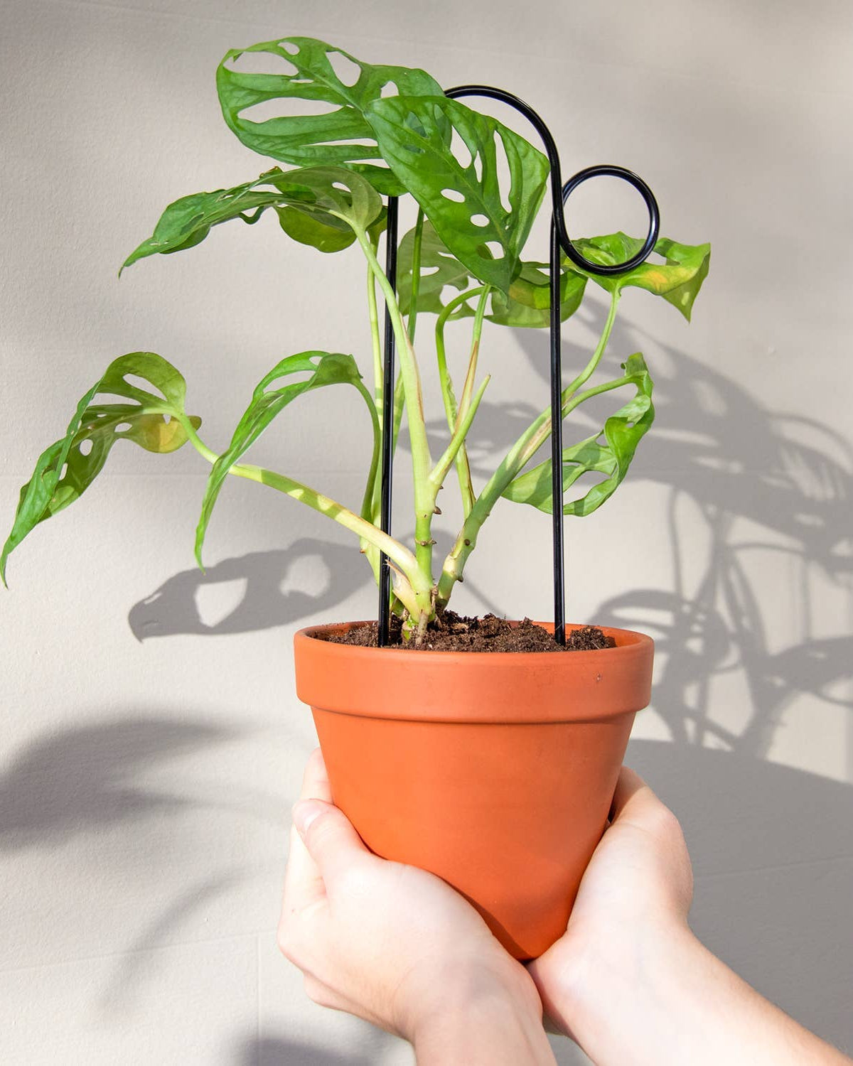 Person holding a potted plant with a plain background