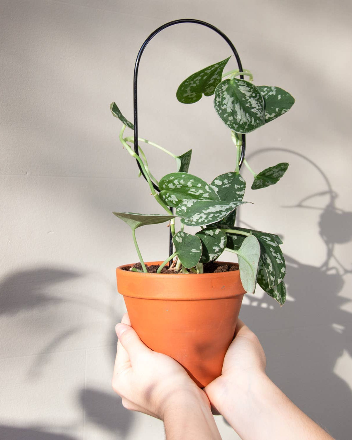 Person holding a potted plant with a plain background
