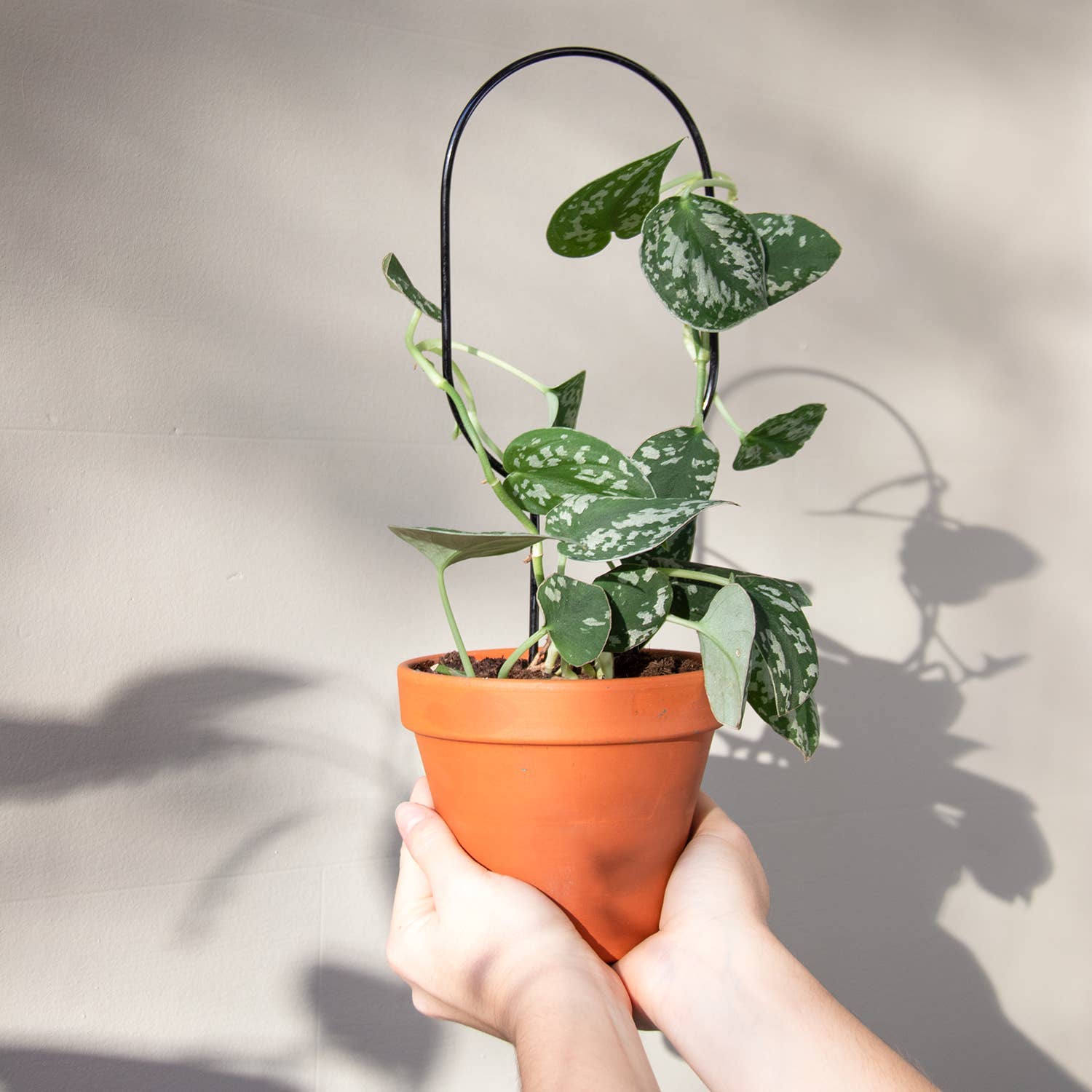 Person holding a potted plant with a plain background