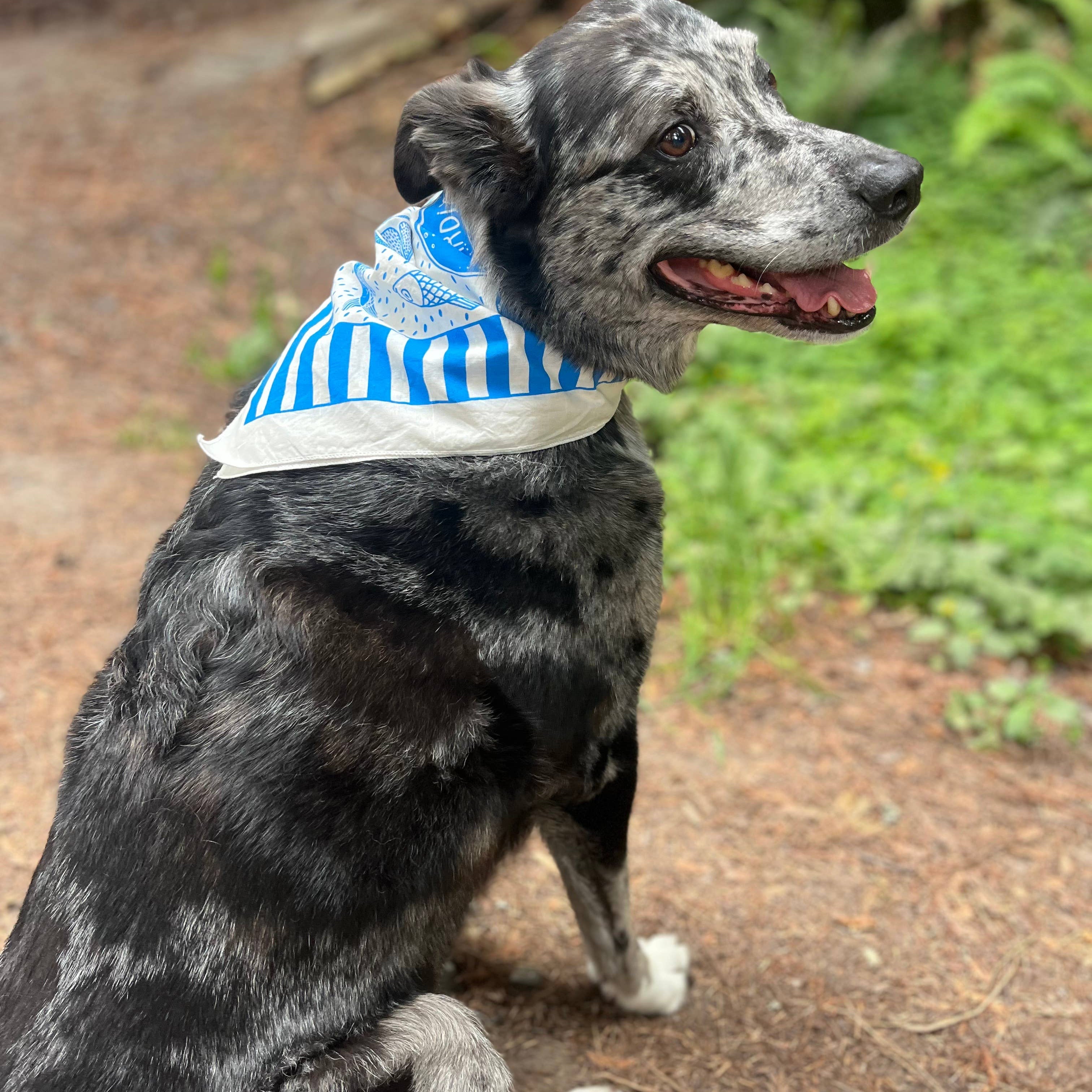 Dog wearing a blue and white striped shirt sitting outdoors on a path with greenery.