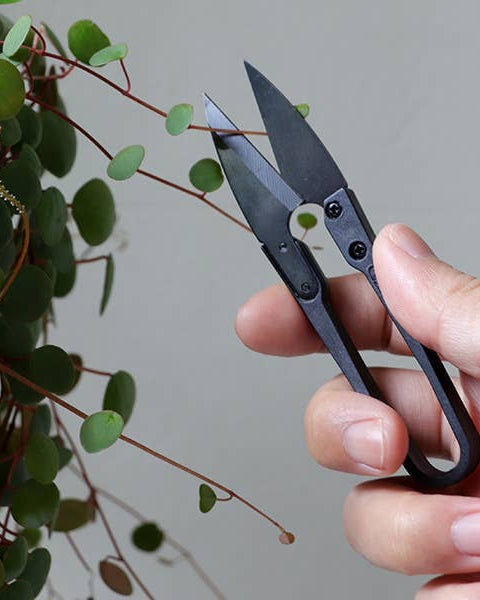 Hand holding a pair of black pruning shears near a green plant.