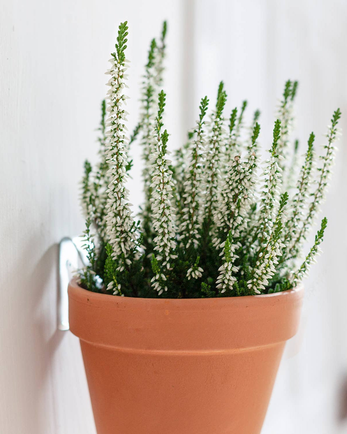 Potted plant with white flowers on a light background