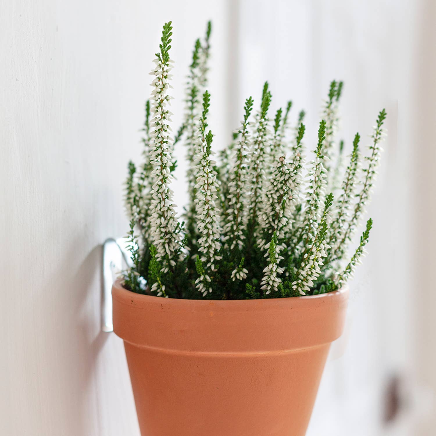 Potted plant with white flowers on a light background