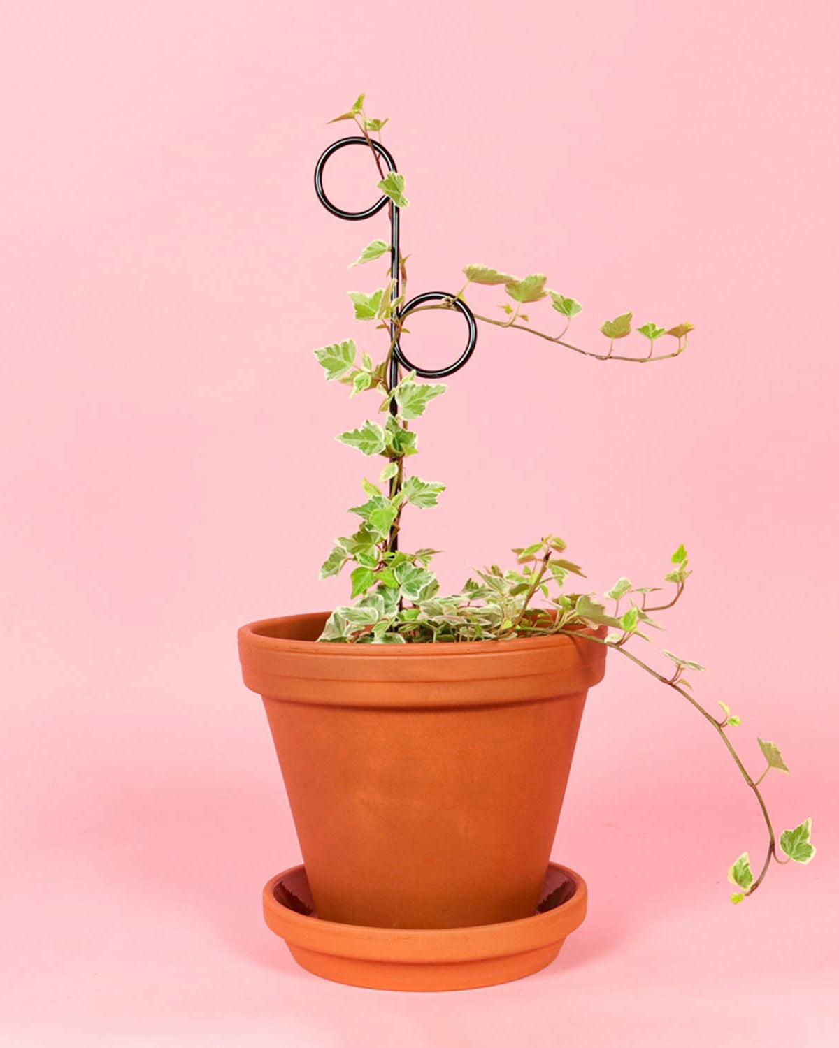 Potted plant with a stake against a pink background