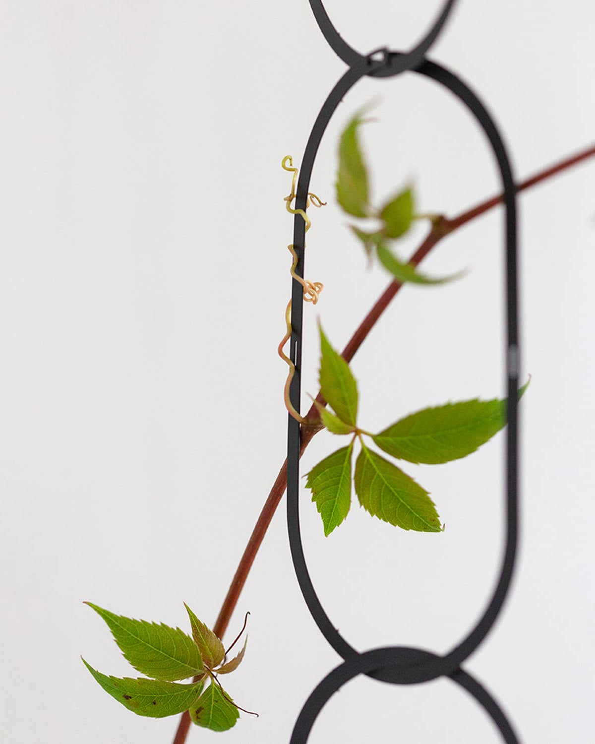 Green leaves on a branch with a black metal trellis against a light gray background