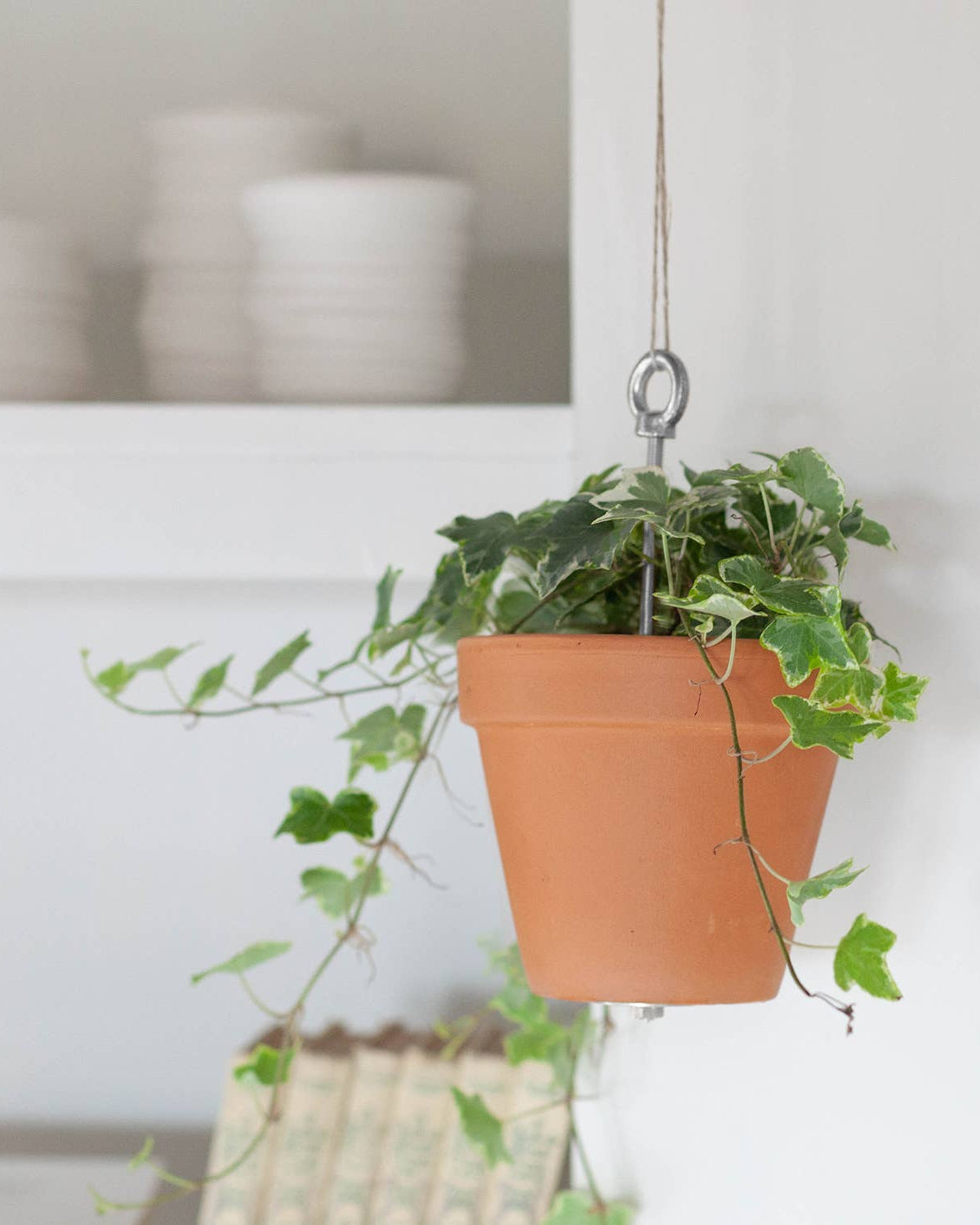 Hanging terracotta pot with green plant against a neutral background