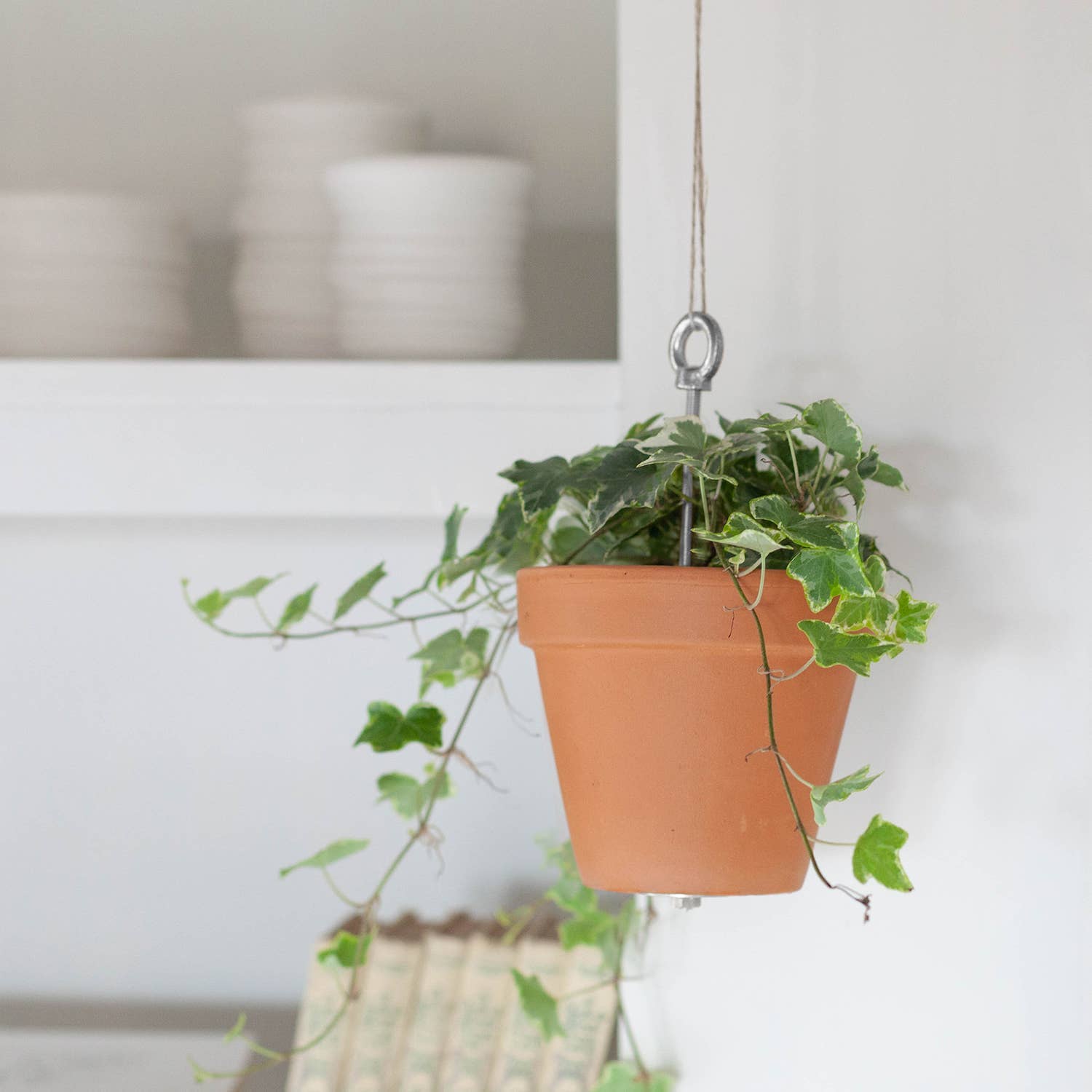 Hanging terracotta pot with green plant against a neutral background