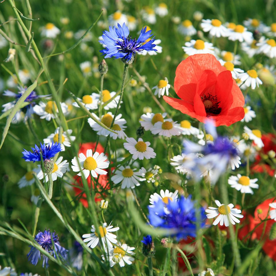 Write Today, Grow Tomorrow with Magic Plantable Pencils at FORM + CONTENT