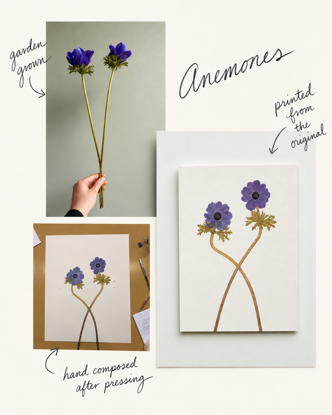 An art print or card featuring pressed anemone flowers, shown alongside a photo of real anemone flowers in the wild and a hand-composed version. Handwritten text reads 'Anemones', 'garden grown', 'hand composed after pressing', and 'printed from the original'.