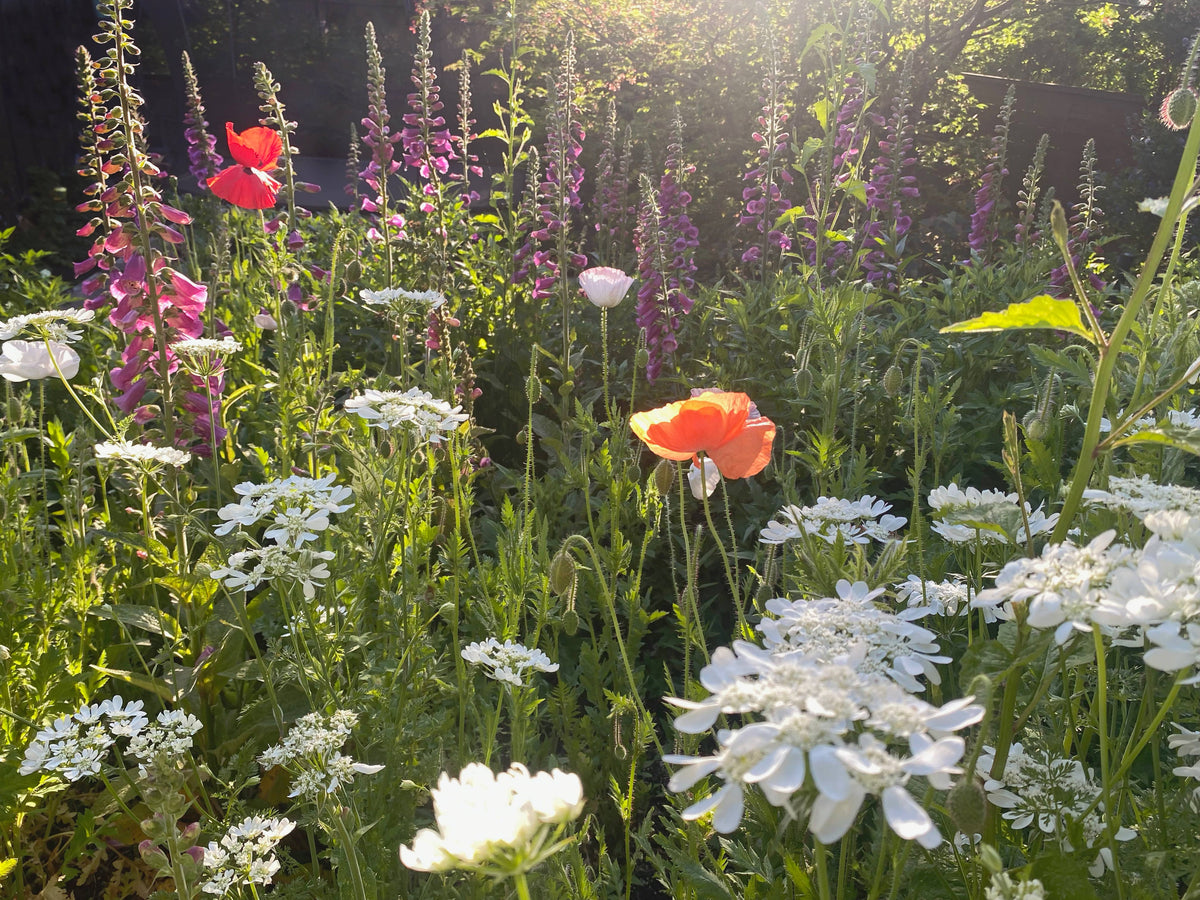 A sunlit garden bed filled with green foliage and mixed flowers, including white clusters, purple tall spikes, and two bright red-orange poppies.