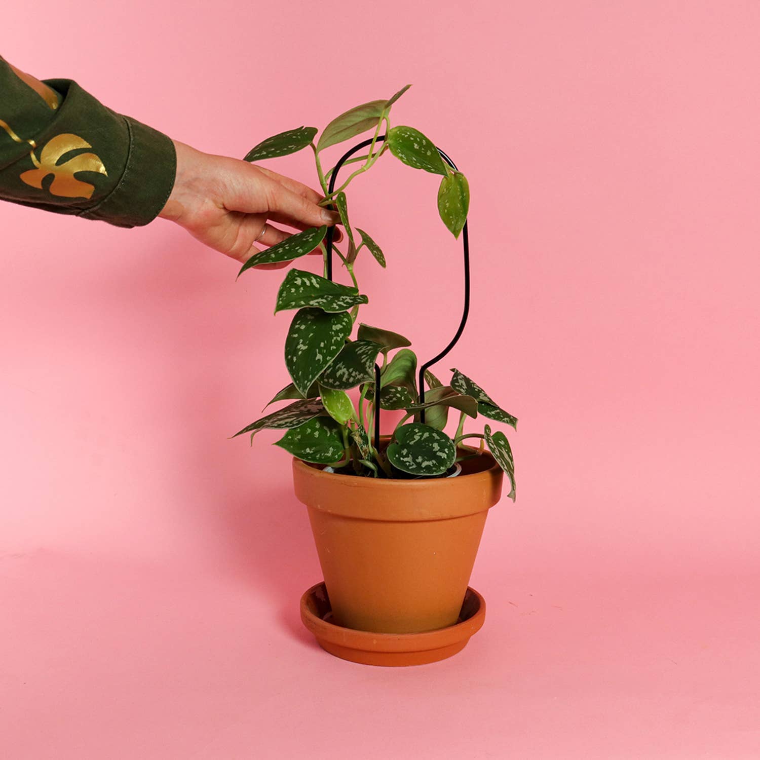 Hand holding a potted plant against a pink background