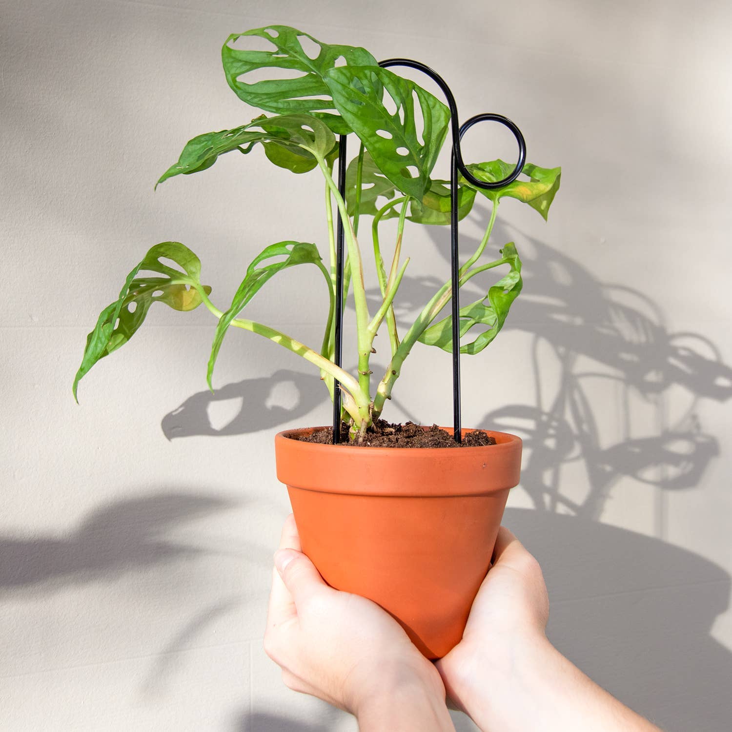 Person holding a potted plant with a plain background