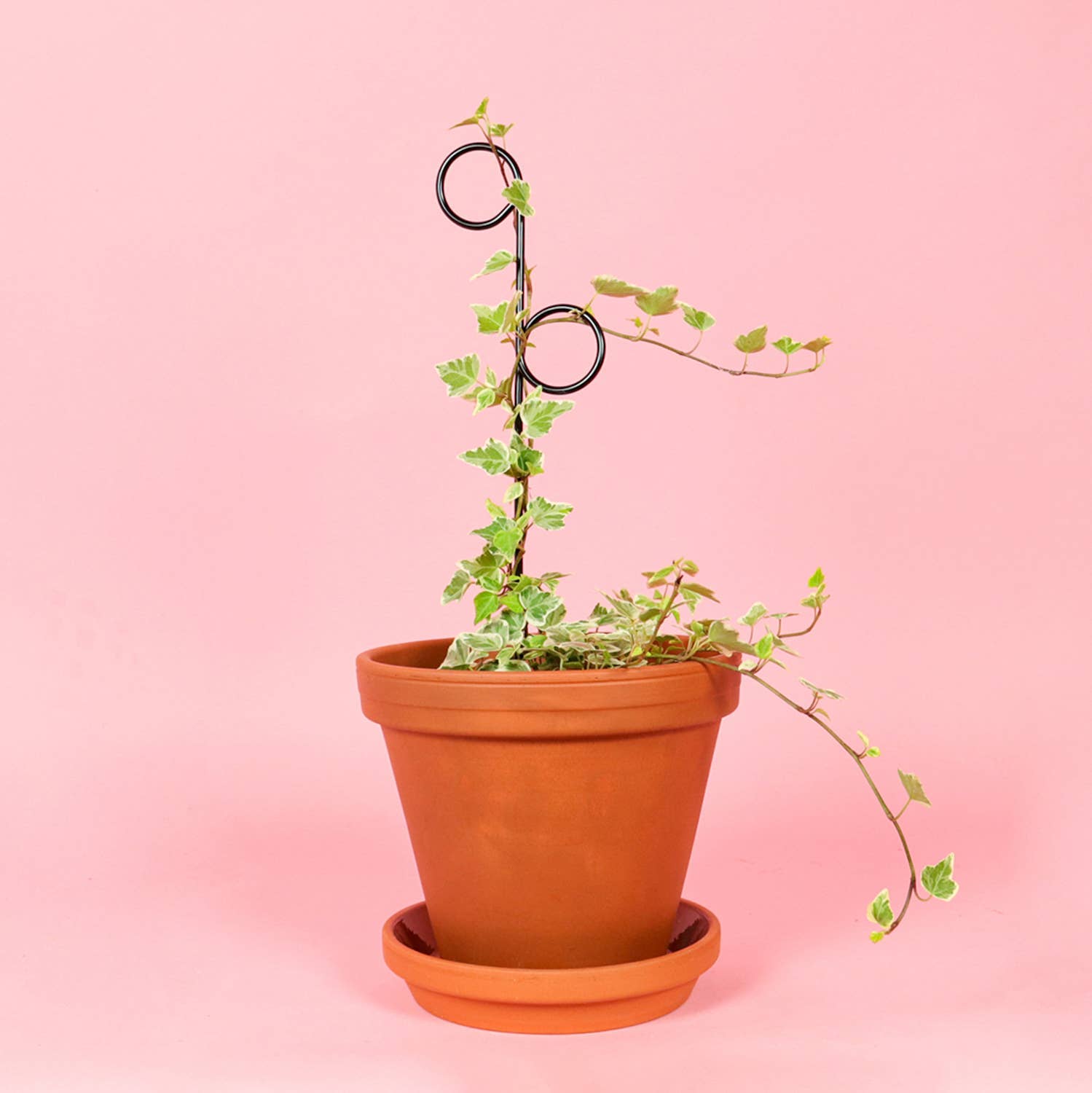 Potted plant with a stake against a pink background