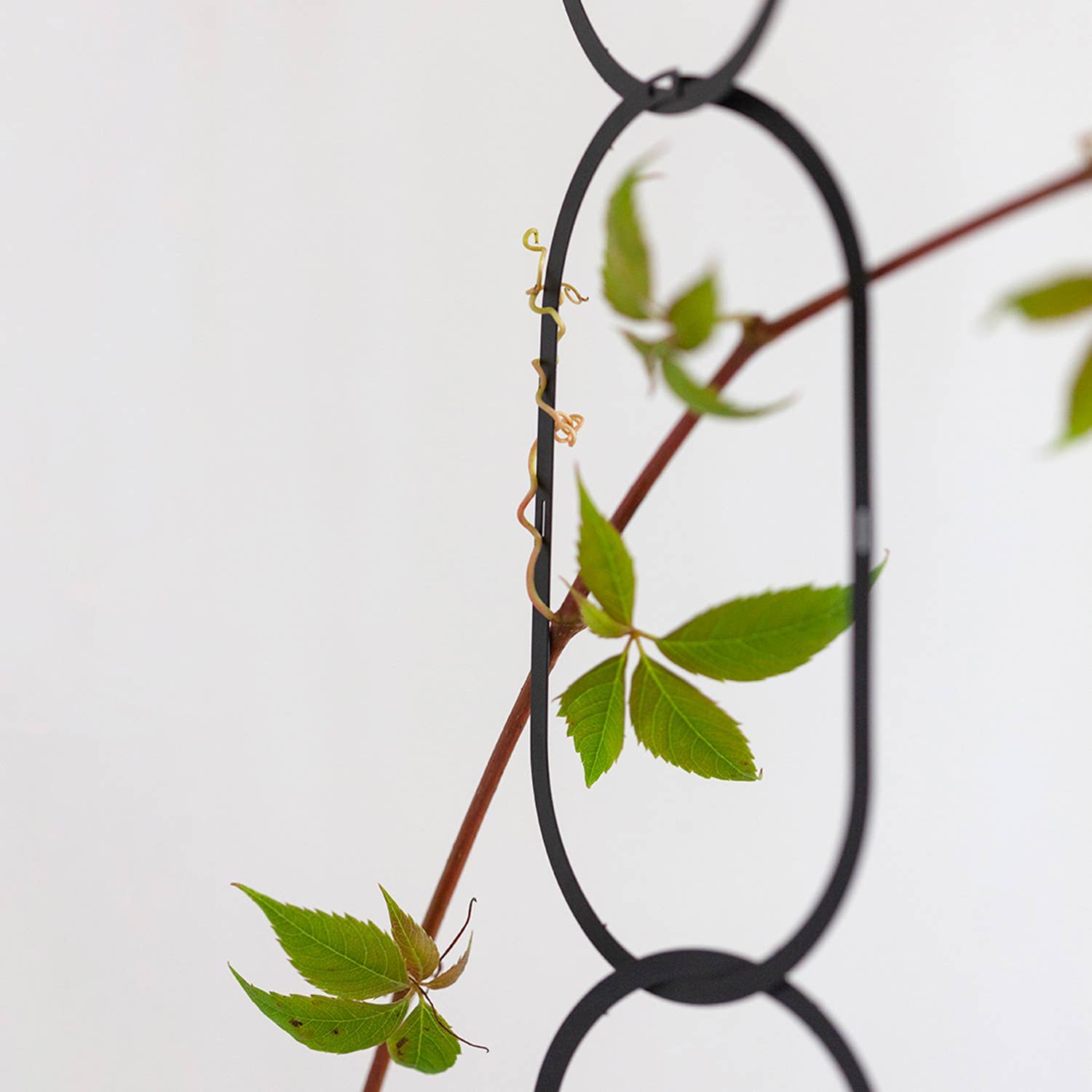 Green leaves on a branch with a black metal trellis against a light gray background